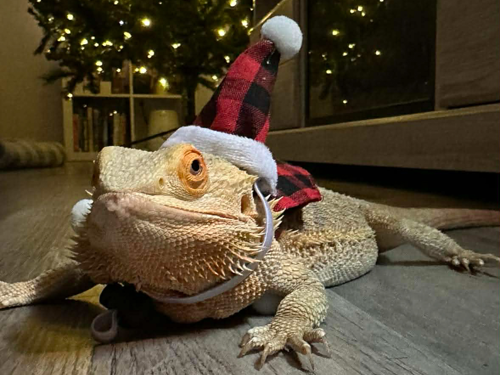 Pet Photography Coming Soon