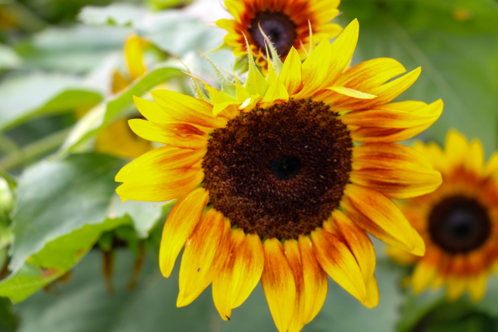 Wildlife and nature photography