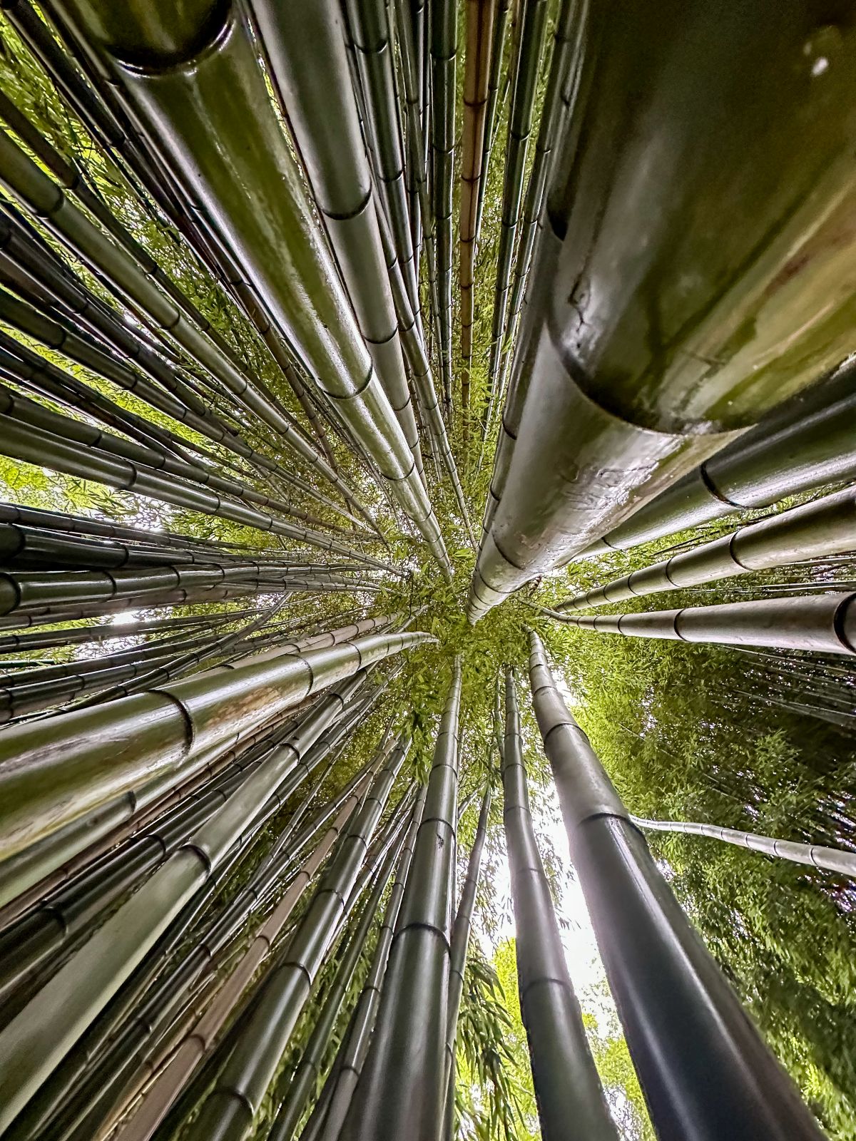 Natural light photography of outdoor scenes